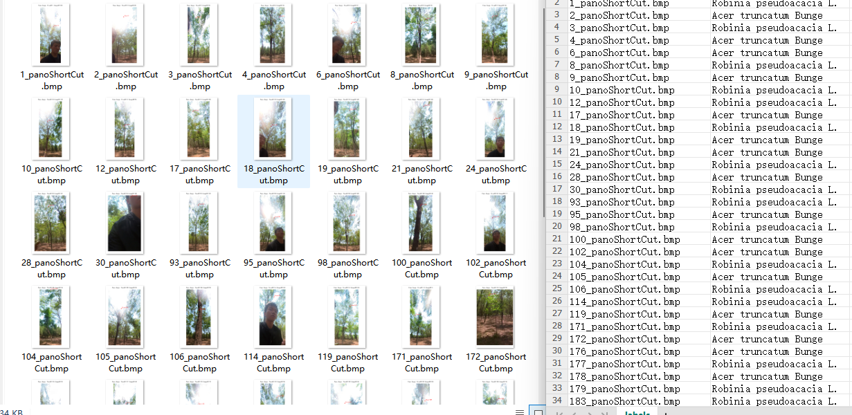 Tree Species Recognition Training Data Example